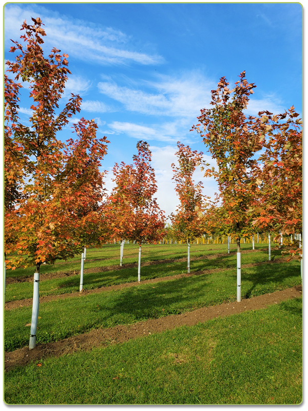 october glory maple vs autumn blaze maple october glory maple vs autumn blaze maple