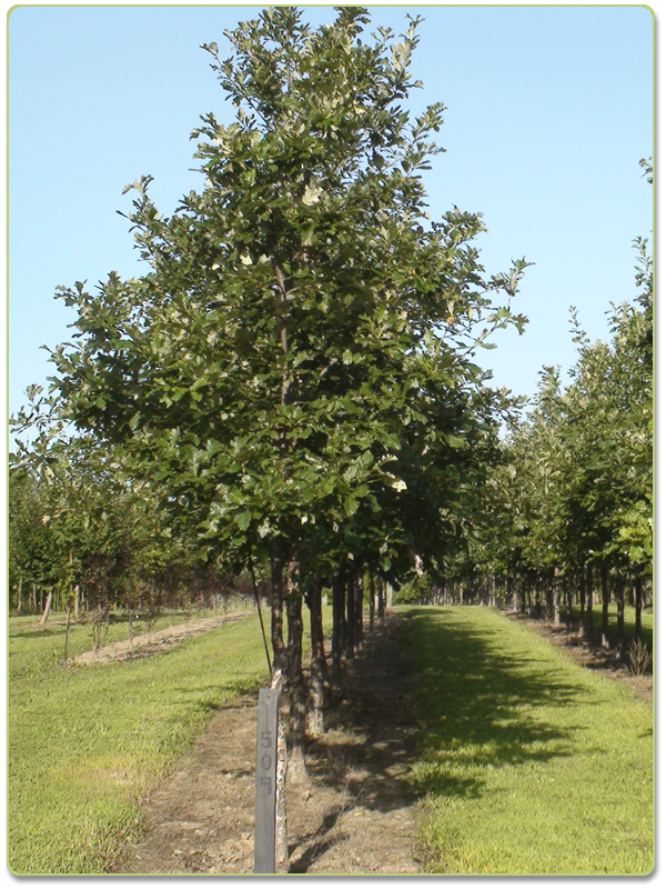 Swamp White Oak