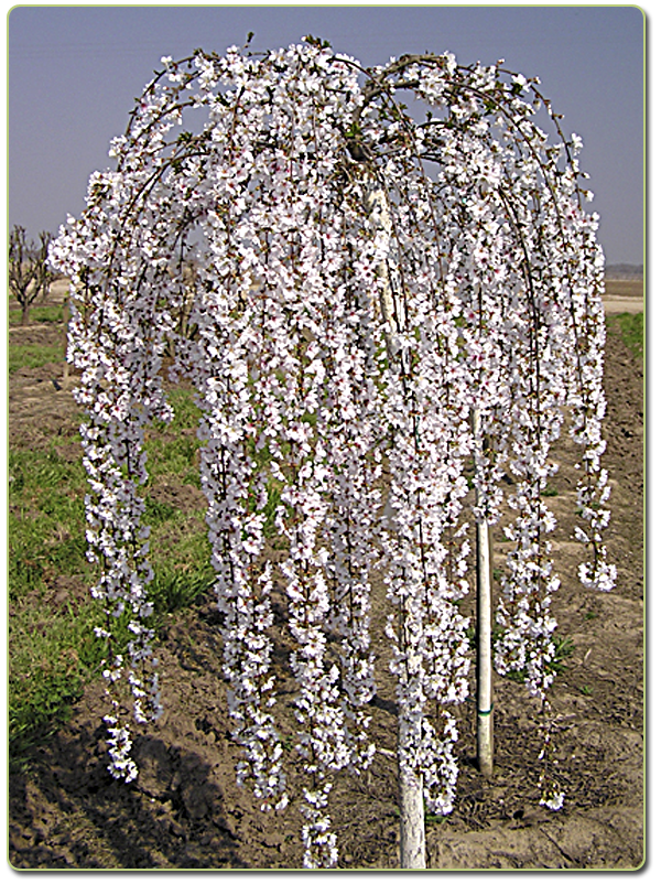 snow fountain weeping cherry trees